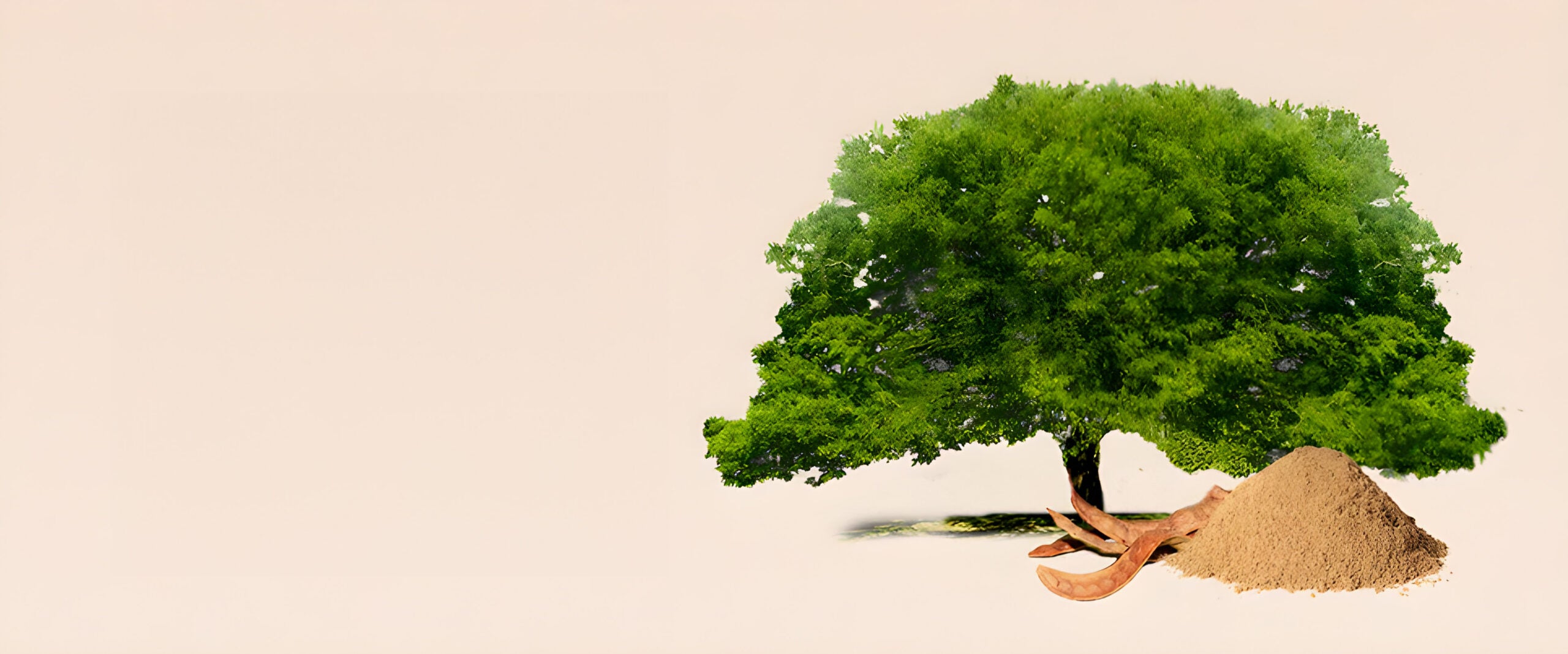 Mesquite tree
